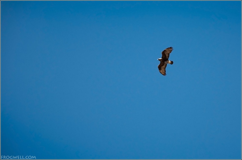 Golden eagle above Cairn Toul in the Cairngorms.jpg